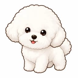 Bichon Frisé