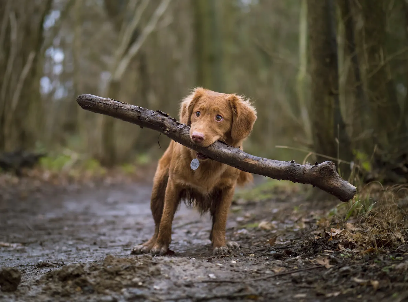 Find Out What Type of Personality Your Dog Has!