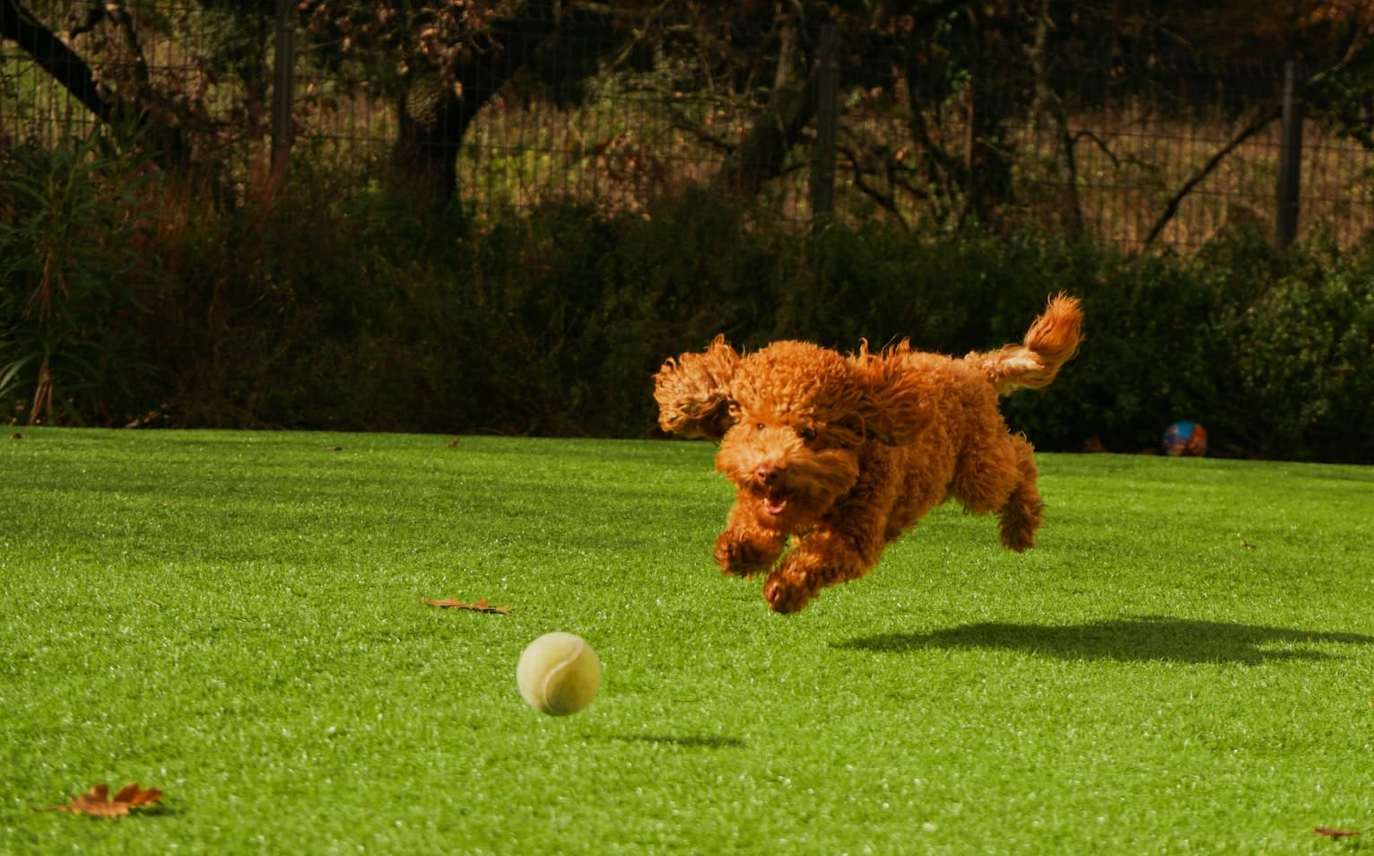 How do you react when you see a dog of a small breed?
