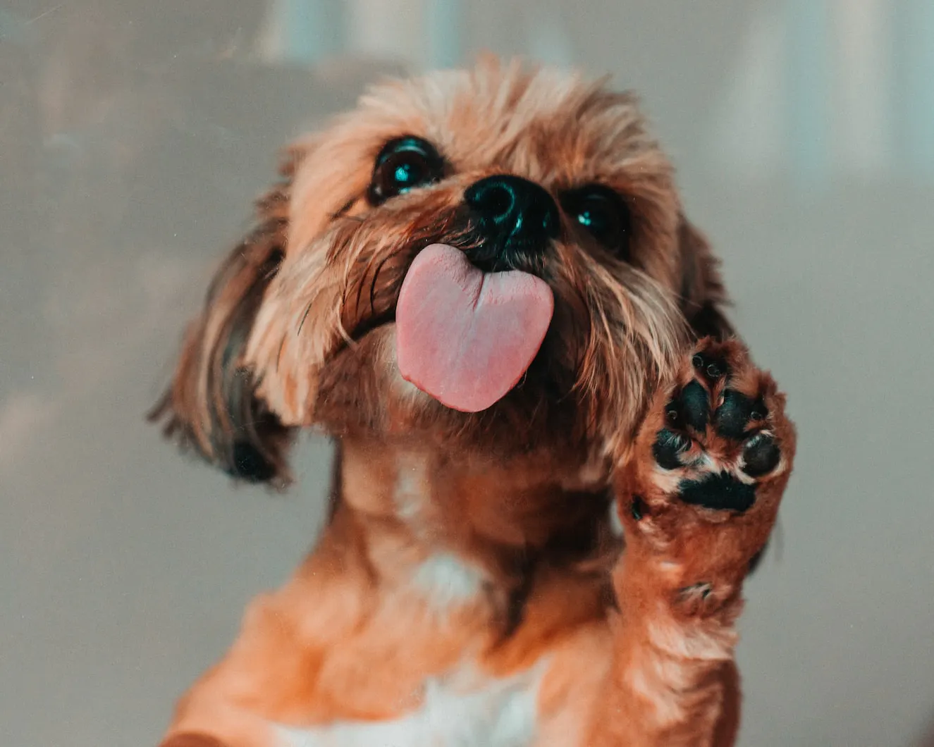 Does your dog enjoy meeting new animals and people?