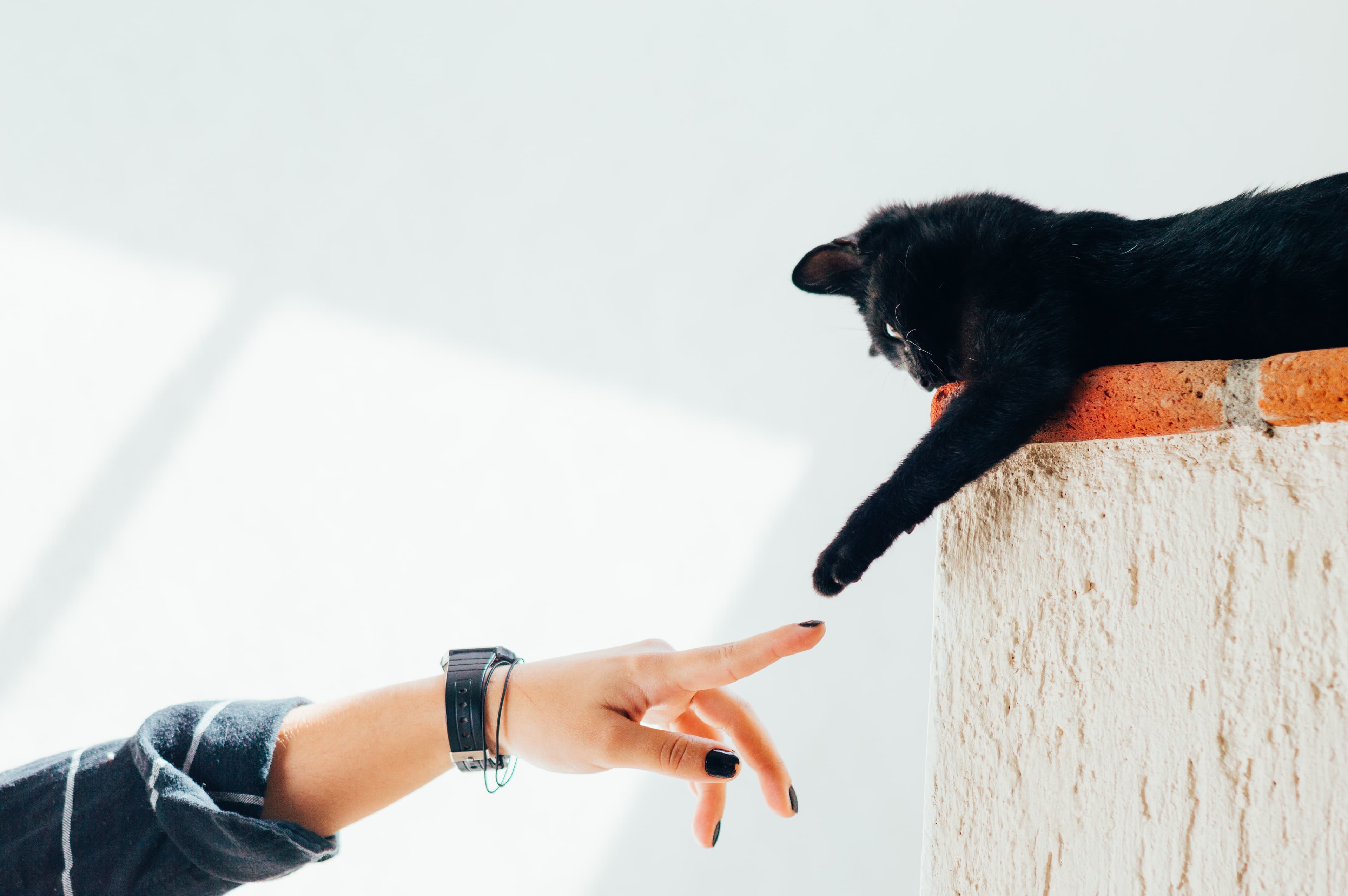 16 Cat Personality Test