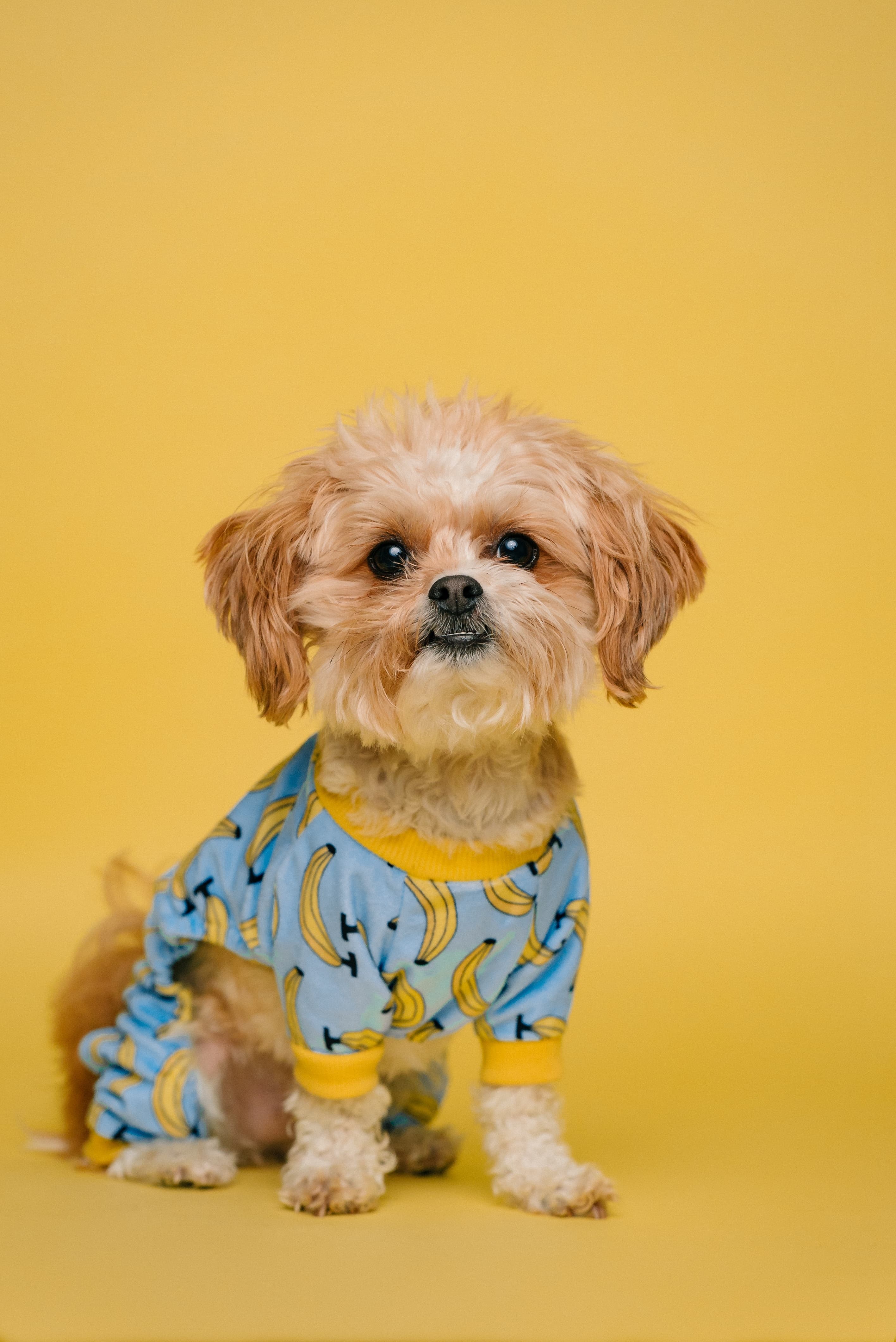 What's Your Dog's Personality?