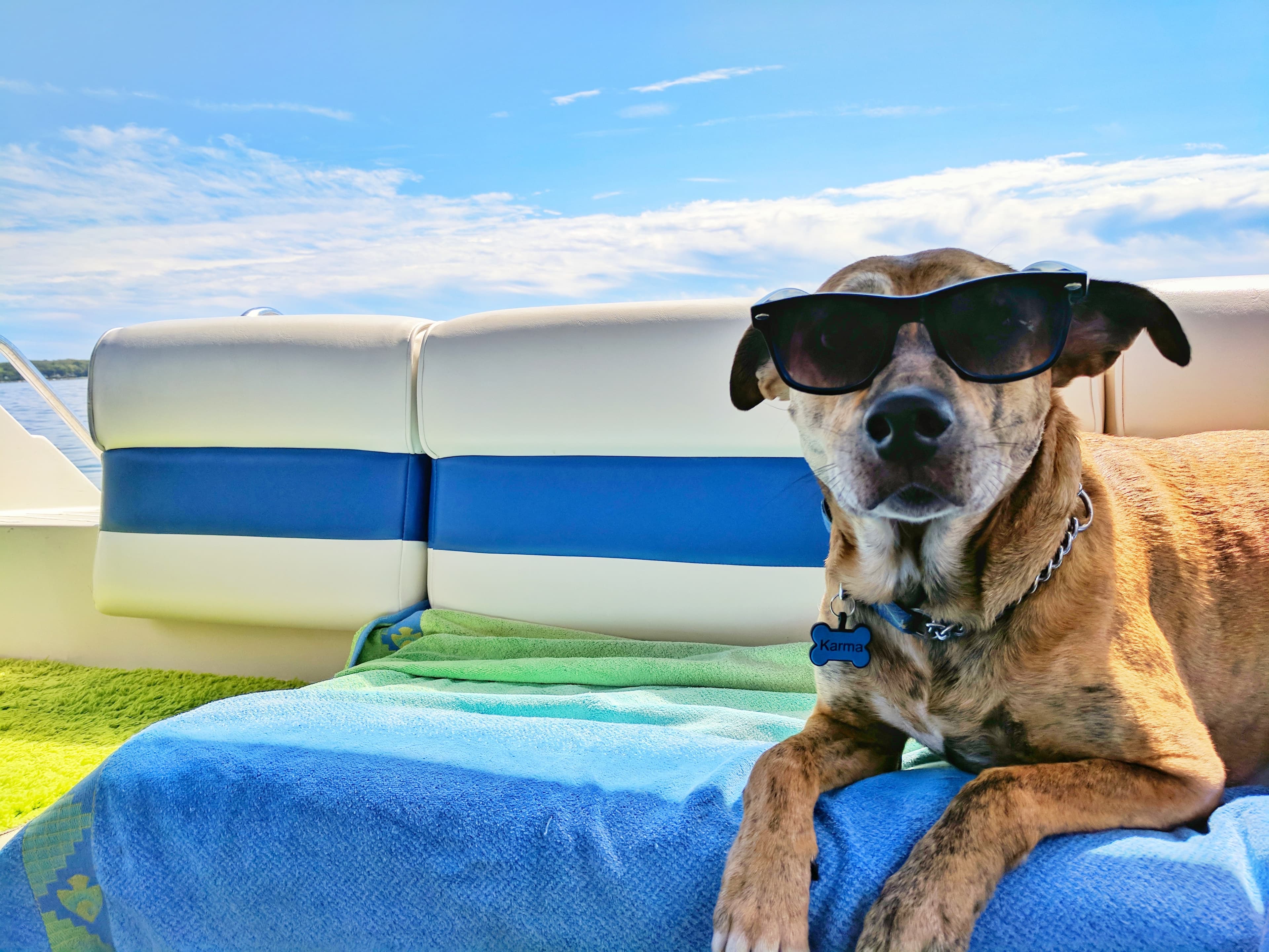 A Fun Dog IQ Test