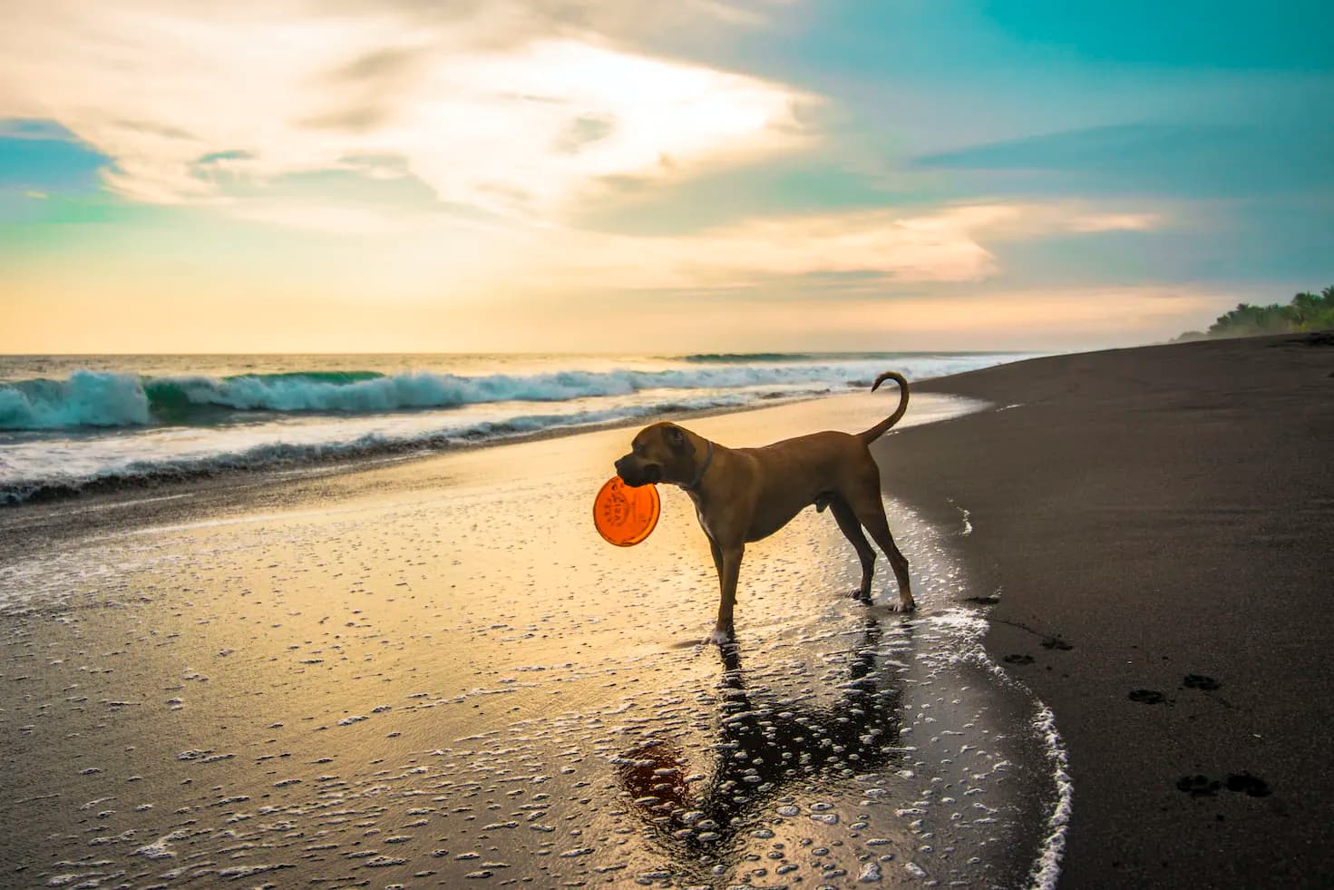 How does your dog react to loud noises?