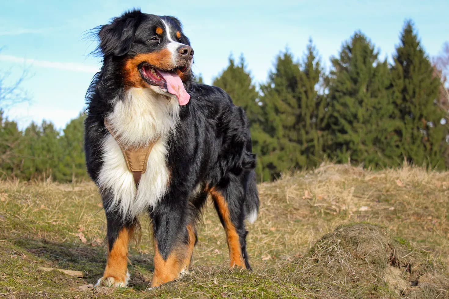 What's your dog's favorite thing to do?